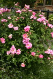 Rosa gallica 'Versicolor' RCP6-2013 223 syn 'Rosa Mundi'.JPG